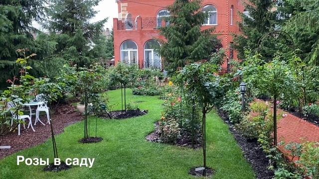 РОЗЫ В САДУ! ДЛЯ ЧЕГО НУЖНА КАЛИМАГНЕЗИЯ ? смотреть онлайн