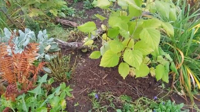 Компост. Перегной. Использование осенью в саду. смотреть онлайн