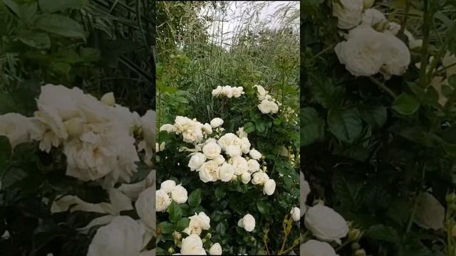 Роза Артемис / Rose Artemis в моём саду смотреть онлайн