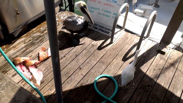 Dos Amigos fishing charters, Clearwater, FL, Pelicans- Ручные пеликаны - попрошайки:)) Часть 2 смотреть онлайн