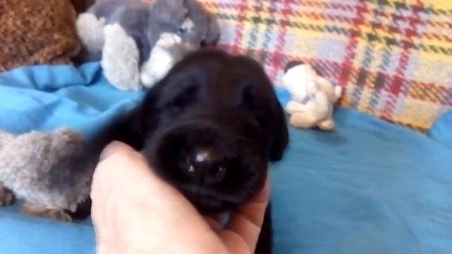 п-к Роман-Кош. Оранжево-голубая девочка 15 дней. Помет Х. р.1.02.23г. Цирцеи и АР Зигзага Удачи