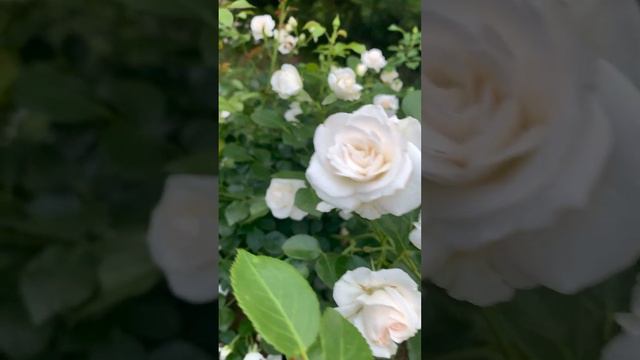 Aspirin Rose смотреть онлайн