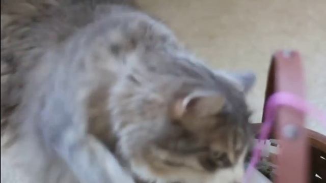 Котики — главные помощники в рукоделии | Ярмарка Мастеров смотреть онлайн