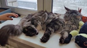 Вычёсывание мейн-куна