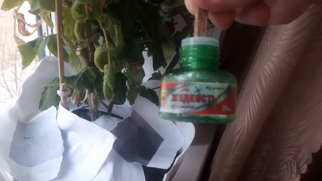 Мошки и мушки дрозофилы появились в цветочном горшке? Избавляемся от мушек без вреда для растений смотреть онлайн