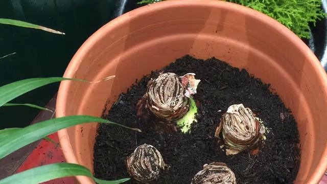 PLANTING Indoor Amaryllis Bulbs смотреть онлайн