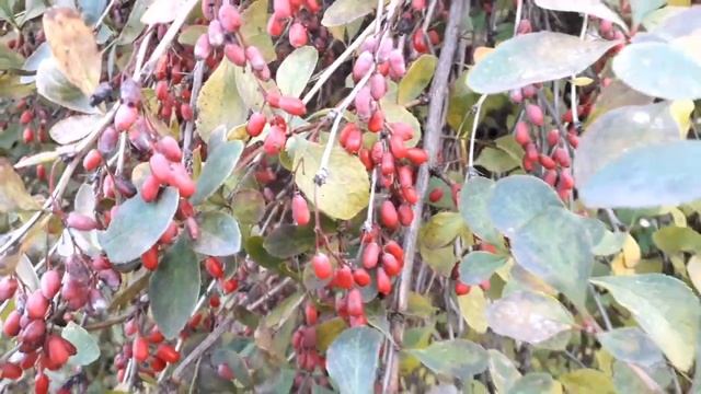 Вот и осень ??? В. Малежик смотреть онлайн