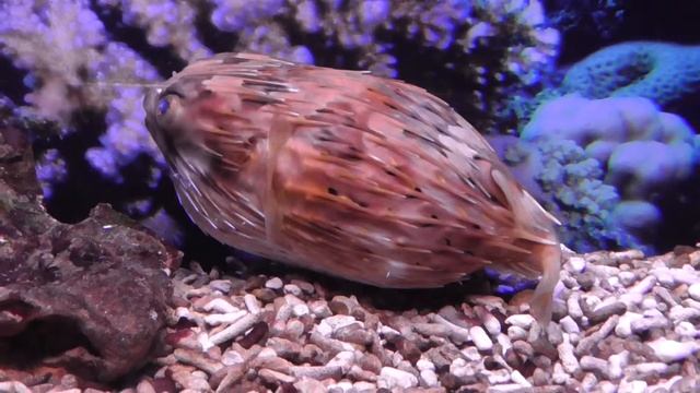 Рыба ёж короткошипая короткошипая, Diodon Liturosus, океанариум спб