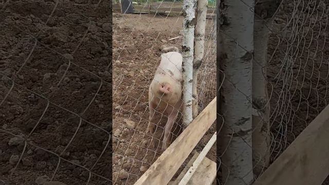 Свинья предсказывает теплую осень #свинья#погода##осень#тепло#прогнозпогоды#свиньи#животные#животное