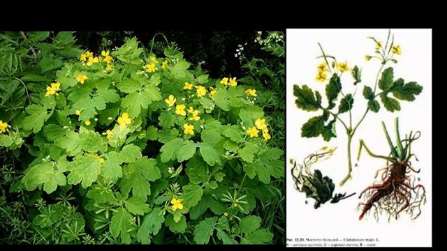 Чистотел, собираем чистотел в мае-июле. Сок и сушка.