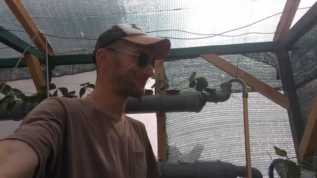 Клубника на #NFT системе #гидропоника #hydroponics #systems смотреть онлайн