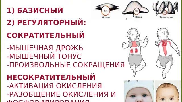 Физиология обмена веществ, терморегуляция смотреть онлайн