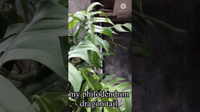 philodendron dragon tail… смотреть онлайн
