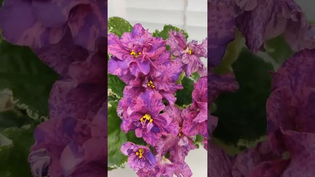 Фиалка ВаТ-Сеньорита смотреть онлайн