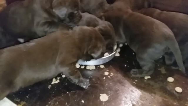 Labrador Retriever Chocolate 7 males Лабрадор ретривер шоколадные щенки смотреть онлайн