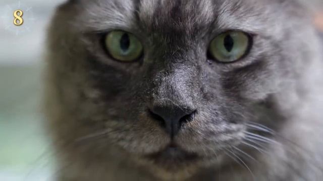 Cosas Que Tu Gato Te Está Diciendo смотреть онлайн
