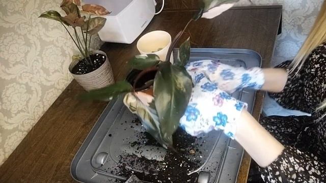 Пересадка. Сингониум Неон Робуста и Филодендрон Пинк Принцесс. смотреть онлайн
