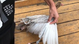 Как правильно подрезать крылья Мускусным уткам / Когда обрезать перья / 2 правильных способа