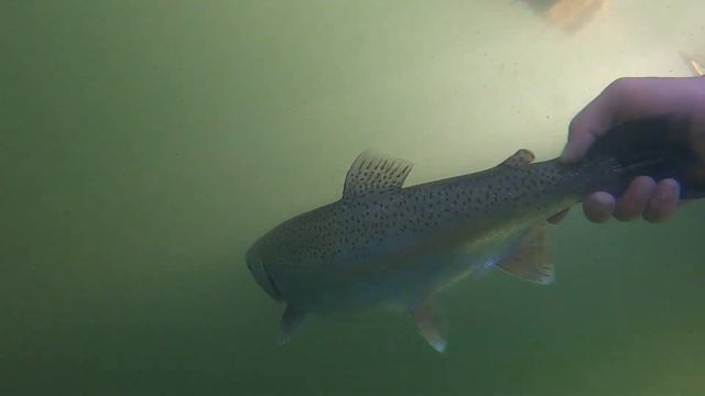 Using Deeper Pro+ Smart Sonar to find CHUNKY trout смотреть онлайн