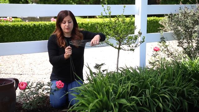 Planting Peonies (Plants & Tubers) in My Garden! 🌿🌸// Garden Answer смотреть онлайн