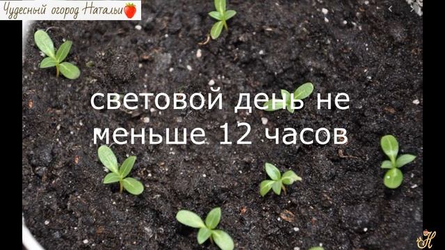 ?Очаровательный катарантус, выращиваем из семян смотреть онлайн