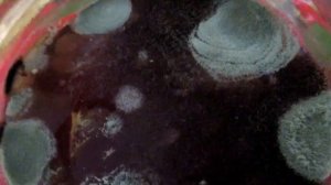 Опять проблема. Почему чайный гриб заплесневел_ We are waiting for help. SOS.mp4