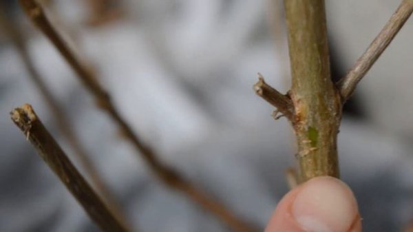Фуксия Магелланская (Fuchsia magellanica), обзор сорта.