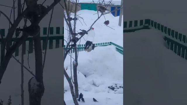 У птичек обед. смотреть онлайн