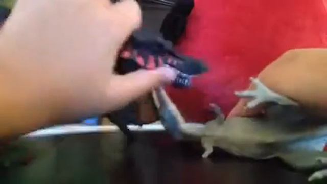 Спинозавр против Гиганотозавра смотреть онлайн