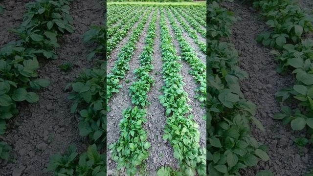 Посадка картошки при помощи мотоблока Нева смотреть онлайн