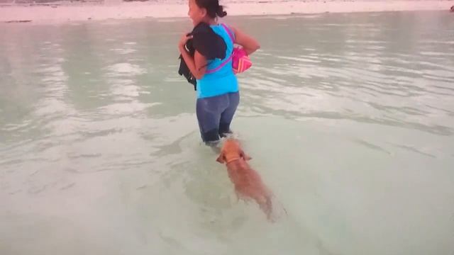 Дом, лестница, крыльцо и Белла | Видео из Филиппин Philippines смотреть онлайн