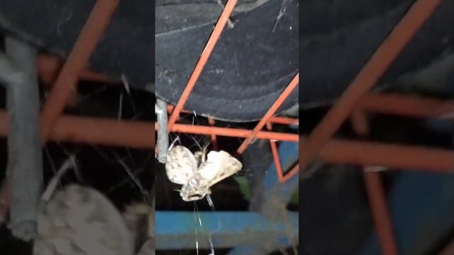 Паук крестносец, кругопряд. Выгул, кормление. смотреть онлайн