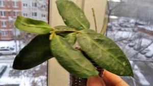 Моя новинка: хойя Пателла пинк