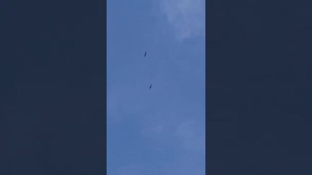 ястребы в артемовских лугах нижегородская обл . смотреть онлайн