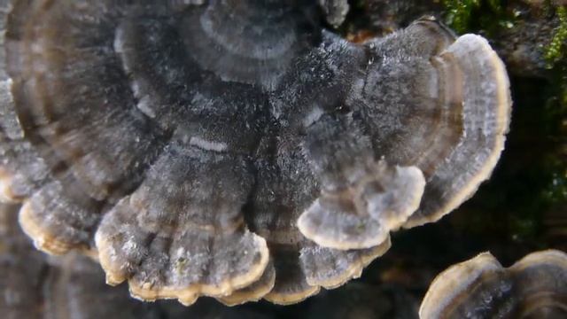 カワラタケ Trametes versicolor смотреть онлайн