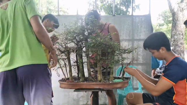 Bonsai Timelapse | Gardenia Pseudopsidium