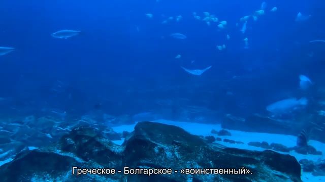 Значение имени Стоян. Толкование, судьба, характер смотреть онлайн