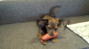 Злой Той терьер!)