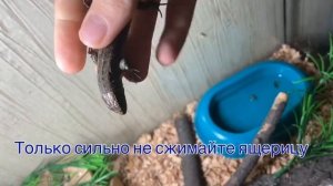 Почему вы не можете приручить ящерицу?Как приручить ящерицу к рукам!