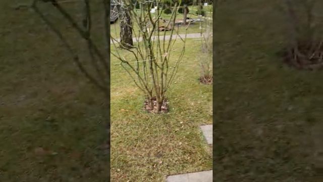 Рулонный или посевной газон. Что лучше? смотреть онлайн