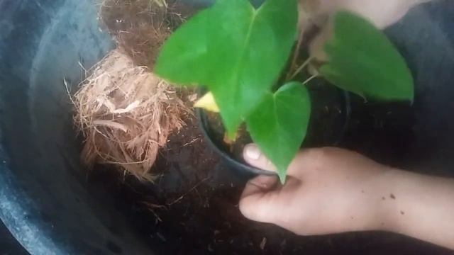 Anthurium Plant Care: Dividing Anthurium Andreanum Plants and Repotting Anthurium Plants смотреть онлайн