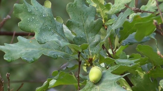 Футаж релакс Дуб Жёлудь Капли Август Лето 2020 006 смотреть онлайн