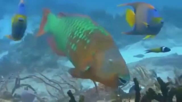 Подводный мир, морские обитатели смотреть онлайн