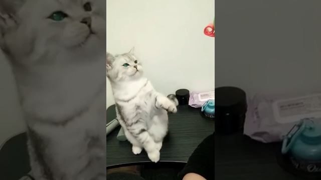 Кот в шоке смотреть онлайн