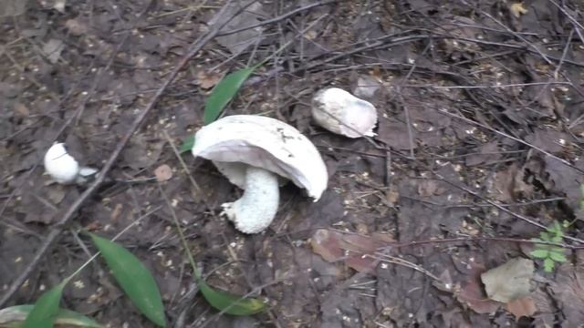 ЭТО КАК?! ВСТРЕТИЛИ ГРИБНИКА, А У НЕГО ПОЛНЫЕ КОРЗИНЫ ГРИБОВ!!! mushrooms смотреть онлайн