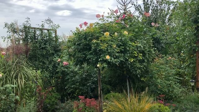 Все о посадке штамбовой розы с открытой корневой системой! смотреть онлайн