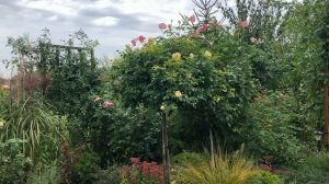 Все о посадке штамбовой розы с открытой корневой системой!