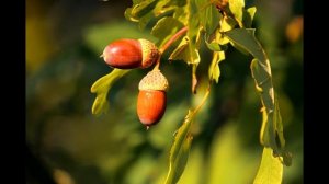 Могучее дерево: ДУБ! Деревья наших лесов /Детская энциклопедия
