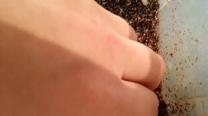 Самка йемеского хамелеона отложила яйца. Veiled chameleon laid eggs. (08.12.2016)