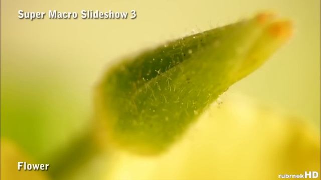 Super Macro Slideshow 3 - Panasonic FZ28 + Raynox DCR-250 смотреть онлайн
